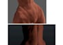 a custom furry 3d model